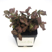 Large (3.5") 'Mini Pink' Fittonia albivenis verschaffeltii - Sweet Leaf Nursery