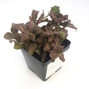 Large (3.5") 'Mini Pink' Fittonia albivenis verschaffeltii - Sweet Leaf Nursery