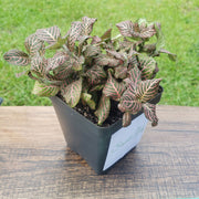 Large (3.5") 'Mini Pink' Fittonia albivenis verschaffeltii - Sweet Leaf Nursery