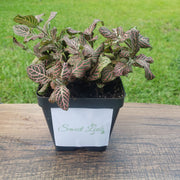 Large (3.5") 'Mini Pink' Fittonia albivenis verschaffeltii - Sweet Leaf Nursery