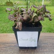 Large (3.5") 'Mini Pink' Fittonia albivenis verschaffeltii - Sweet Leaf Nursery