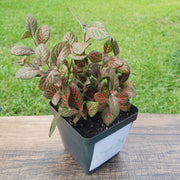 Large (3.5") 'Mini Red' Fittonia albivenis verschaffeltii - Sweet Leaf Nursery