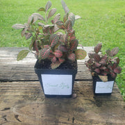 Large (3.5") 'Mini Red' Fittonia albivenis verschaffeltii - Sweet Leaf Nursery