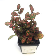 Large (3.5") 'Mini Red' Fittonia albivenis verschaffeltii - Sweet Leaf Nursery