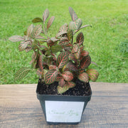 Large (3.5") 'Mini Red' Fittonia albivenis verschaffeltii - Sweet Leaf Nursery