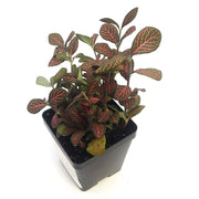 Large (3.5") 'Mini Red' Fittonia albivenis verschaffeltii - Sweet Leaf Nursery