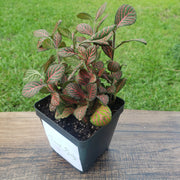 Large (3.5") 'Mini Red' Fittonia albivenis verschaffeltii - Sweet Leaf Nursery