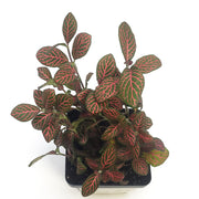 Large (3.5") 'Mini Red' Fittonia albivenis verschaffeltii - Sweet Leaf Nursery