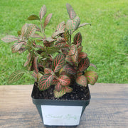 Large (3.5") 'Mini Red' Fittonia albivenis verschaffeltii - Sweet Leaf Nursery