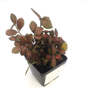 Large (3.5") 'Mini Red' Fittonia albivenis verschaffeltii - Sweet Leaf Nursery