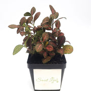 Large (3.5") 'Mini Red' Fittonia albivenis verschaffeltii - Sweet Leaf Nursery