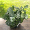 Large (3.5") 'Mini White' Fittonia albivenis verschaffeltii - Sweet Leaf Nursery