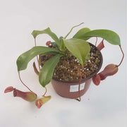 Large Nepenthes x Ventrata - Sweet Leaf Nursery