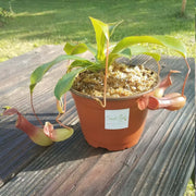 Large Nepenthes x Ventrata - Sweet Leaf Nursery