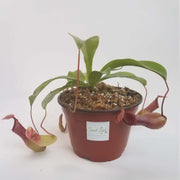 Large Nepenthes x Ventrata - Sweet Leaf Nursery