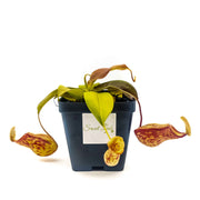 Medium Nepenthes 'Gaya' Hybrid - Sweet Leaf Nursery