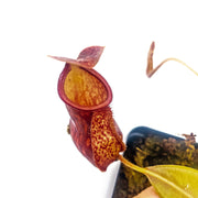 Medium Nepenthes 'Gaya' Hybrid - Sweet Leaf Nursery