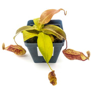 Medium Nepenthes 'Gaya' Hybrid - Sweet Leaf Nursery