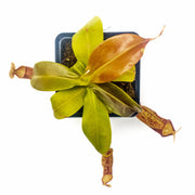 Medium Nepenthes 'Gaya' Hybrid - Sweet Leaf Nursery