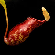 Medium Nepenthes 'Gaya' Hybrid - Sweet Leaf Nursery