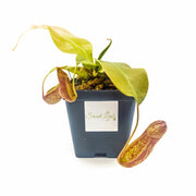 Medium Nepenthes 'Gaya' Hybrid - Sweet Leaf Nursery