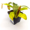 Medium Nepenthes Sanguinea - Sweet Leaf Nursery