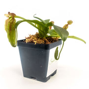 Medium Nepenthes Sanguinea - Sweet Leaf Nursery