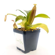 Medium Nepenthes Sanguinea - Sweet Leaf Nursery