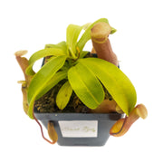 Medium Nepenthes 'Ventricosa' - Sweet Leaf Nursery