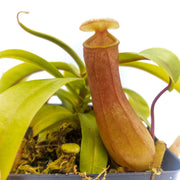 Medium Nepenthes 'Ventricosa' - Sweet Leaf Nursery