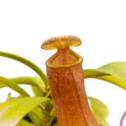 Medium Nepenthes 'Ventricosa' - Sweet Leaf Nursery