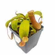 Medium Nepenthes 'Ventricosa' - Sweet Leaf Nursery