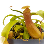 Medium Nepenthes 'Ventricosa' - Sweet Leaf Nursery