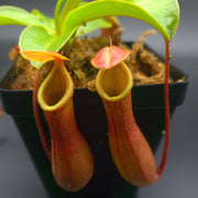 Medium Nepenthes x Ventrata - Sweet Leaf Nursery