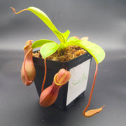 Medium Nepenthes x Ventrata - Sweet Leaf Nursery