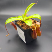 Medium Nepenthes x Ventrata - Sweet Leaf Nursery