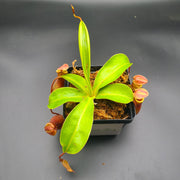 Medium Nepenthes x Ventrata - Sweet Leaf Nursery