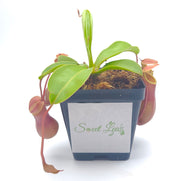 Medium Nepenthes x Ventrata - Sweet Leaf Nursery