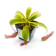 Medium Nepenthes x Ventrata - Sweet Leaf Nursery