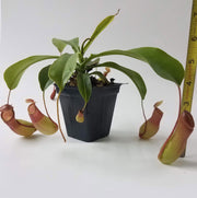 Medium Nepenthes x Ventrata - Sweet Leaf Nursery