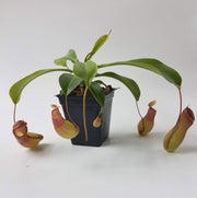 Medium Nepenthes x Ventrata - Sweet Leaf Nursery