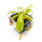 Medium Nepenthes x Ventrata - Sweet Leaf Nursery