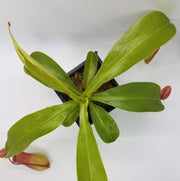 Medium Nepenthes x Ventrata - Sweet Leaf Nursery