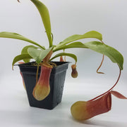 Medium Nepenthes x Ventrata - Sweet Leaf Nursery