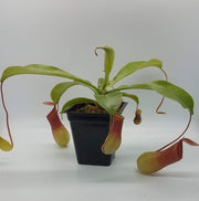 Medium Nepenthes x Ventrata - Sweet Leaf Nursery