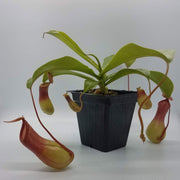 Medium Nepenthes x Ventrata - Sweet Leaf Nursery