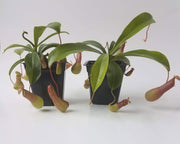 Medium Nepenthes x Ventrata - Sweet Leaf Nursery