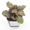 Mini Pink Fittonia albivenis verschaffeltii - Sweet Leaf Nursery