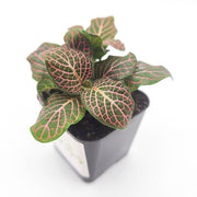 Mini Pink Fittonia albivenis verschaffeltii - Sweet Leaf Nursery