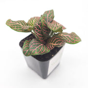 Mini Pink Fittonia albivenis verschaffeltii - Sweet Leaf Nursery